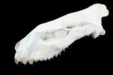 Oreodont (Merycoidodon) Partial Skull - Wyoming #93755-4